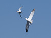 gull and common tern