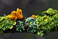 Yellow Brain Fungus Among The Lichen