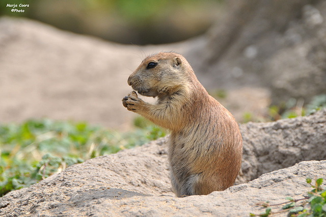 ~ Prairie dog ~ Mmm..... it's so delicious to nibble ~