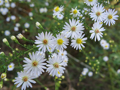 Small white asters
