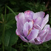 Pinkfarben Tulpe