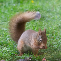 One of the resident Red Squirrels having its breakfast this morning