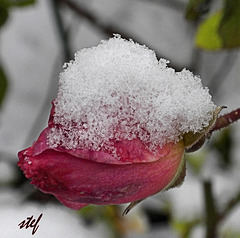 snow-kissed rose