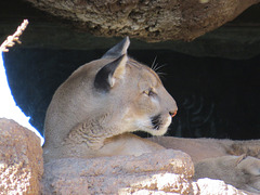 Cougar Cave
