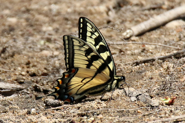 Eastern tiger swallowtail butterfly (Explored)