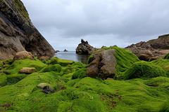 The green cove