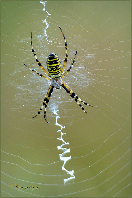 Wasp spider ~ Wesp- of Tijgerspin (Argiope bruennichi)..