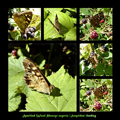Speckled Wood feeding collage