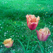 Tulipa agenensis DC.