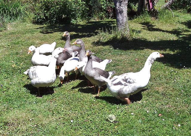 goslings at 2 months