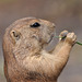 ~ Prairie dog playing the flute ~