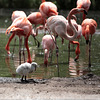 Flamingoküken / Zoo Dresden