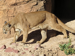 Puma Prowl