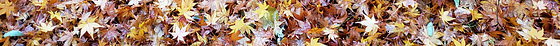fall leaves skinny