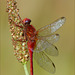For the first time a Broad Scarlet ~ Vuurlibel (Crocothemis erythraea) seen, male ♂...