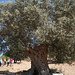 500 year old olive tree