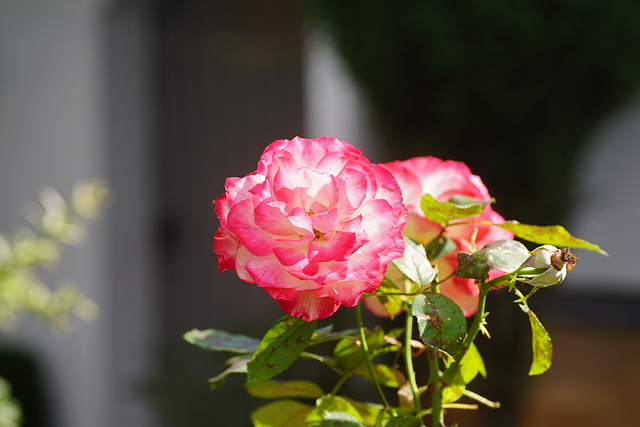 Rose in der Mittagssonne