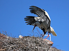 Landung auf dem Nest