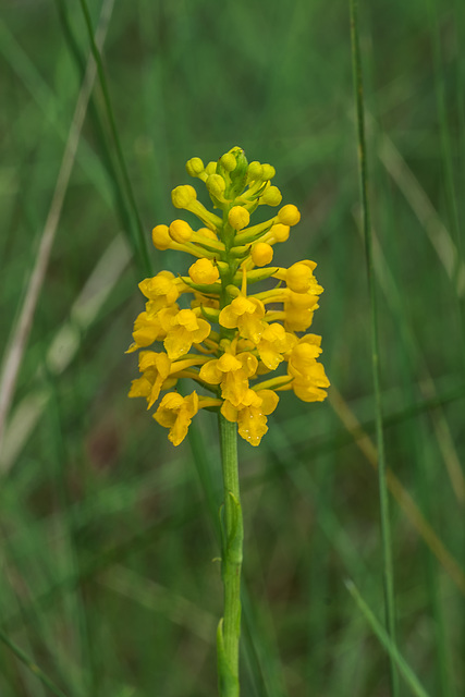 Gymnadeniopsis integra (Yellow Fringeless orchid)