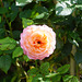 Rose in der Mittagssonne II