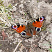 Peacock Butterfly 1st of the year 2021