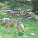 ...Loups du Parc Alpha Loups   ( Mercantour )