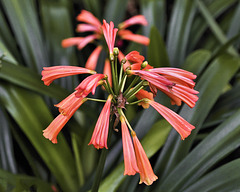 Natal Lilies – Brooklyn Botanic Garden, New York, New York