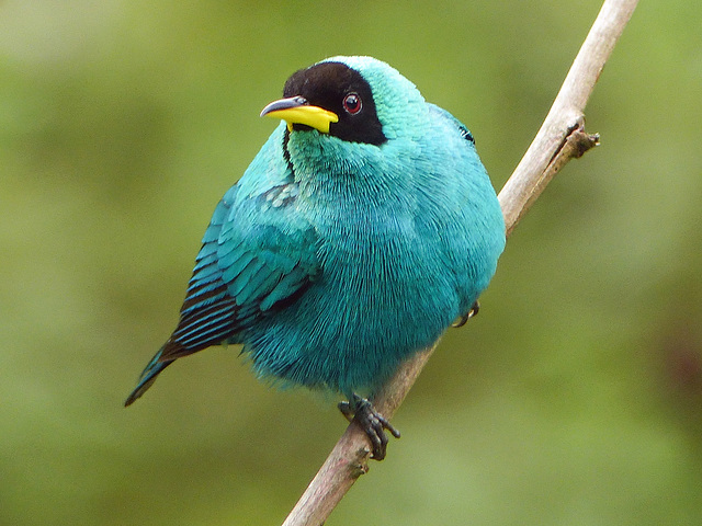 Green Honeycreeper male, Asa Wright Nature Centre, Trinidad, Day 4