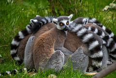 Lemurs.