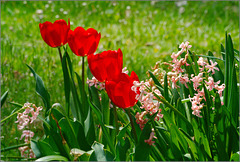 Debbie's Tulips
