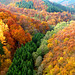 DE - Mörsdorf - Autumn colours, seen from Geierlay bridge