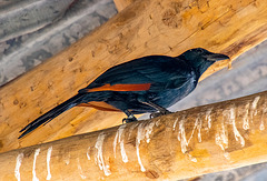 Red winged starling