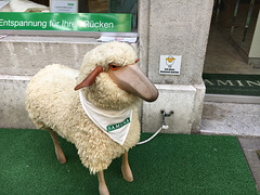 Solothurn - sheep