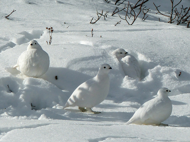 White-tailed Ptarmigan - my first ever!