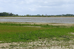 Vogels in de polder