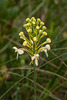 Platanthera Xlueri (Fringed orchid hybrid)