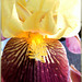 Detail einer Bart-Lilie (Iris).  ©UdoSm