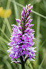 Spotted (or Marsh) Orchid