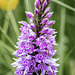 Spotted (or Marsh) Orchid