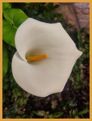 Cala [Zantedeschia aethiopica] de hoy