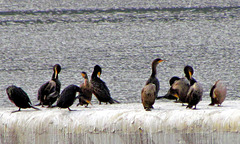 Cormorants Preening