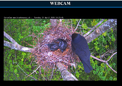 crows nest  (corvus frugilegus)