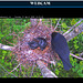 crows nest  (corvus frugilegus)