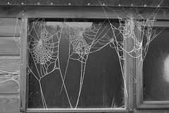 Weaving Winter Webs (2010 archive)