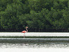 Surprise, surprise ... an American Flamingo, Caroni Swamp