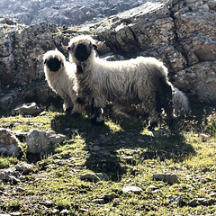 Moutons nez noir du Haut-Valais