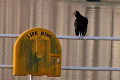 Vulture at a Life Ring
