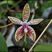 Phalaenopsis corningiana (1)