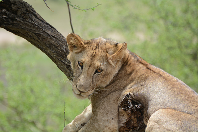 Tarangire, Lioness on a Tree