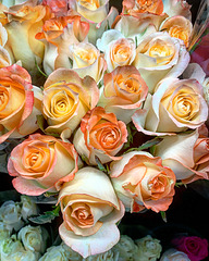 roses at Costco